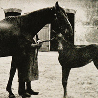 Mare and foal in stable yard