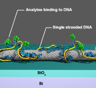 Chemical sensors using single-walled carbon nanotubes wrapped with single-stranded DNA adsorbed to the nanotube's outer wall.