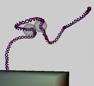 Computer simulation of DNA looping 