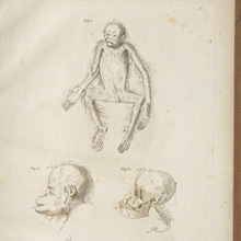 From Petrus Camper, Natuurkundige Verhandelingen over den Orang Outang (1782)