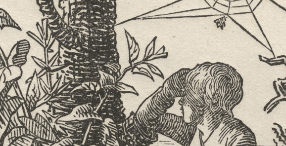 Woodcut detail: twisted tree and a spider web