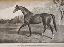 The Darley Arabian from Sir Walter Gilbey, The Harness Horse (London, 1898), Fairman Rogers Collection