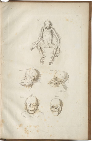 from Petrus Camper, <em>Natuurkundige Verhandelingen over den Orang Outang</em> (1782)