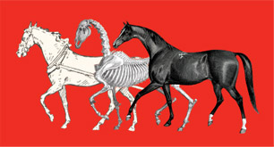 Equus Unbound: Fairman Rogers and the Age of the Horse