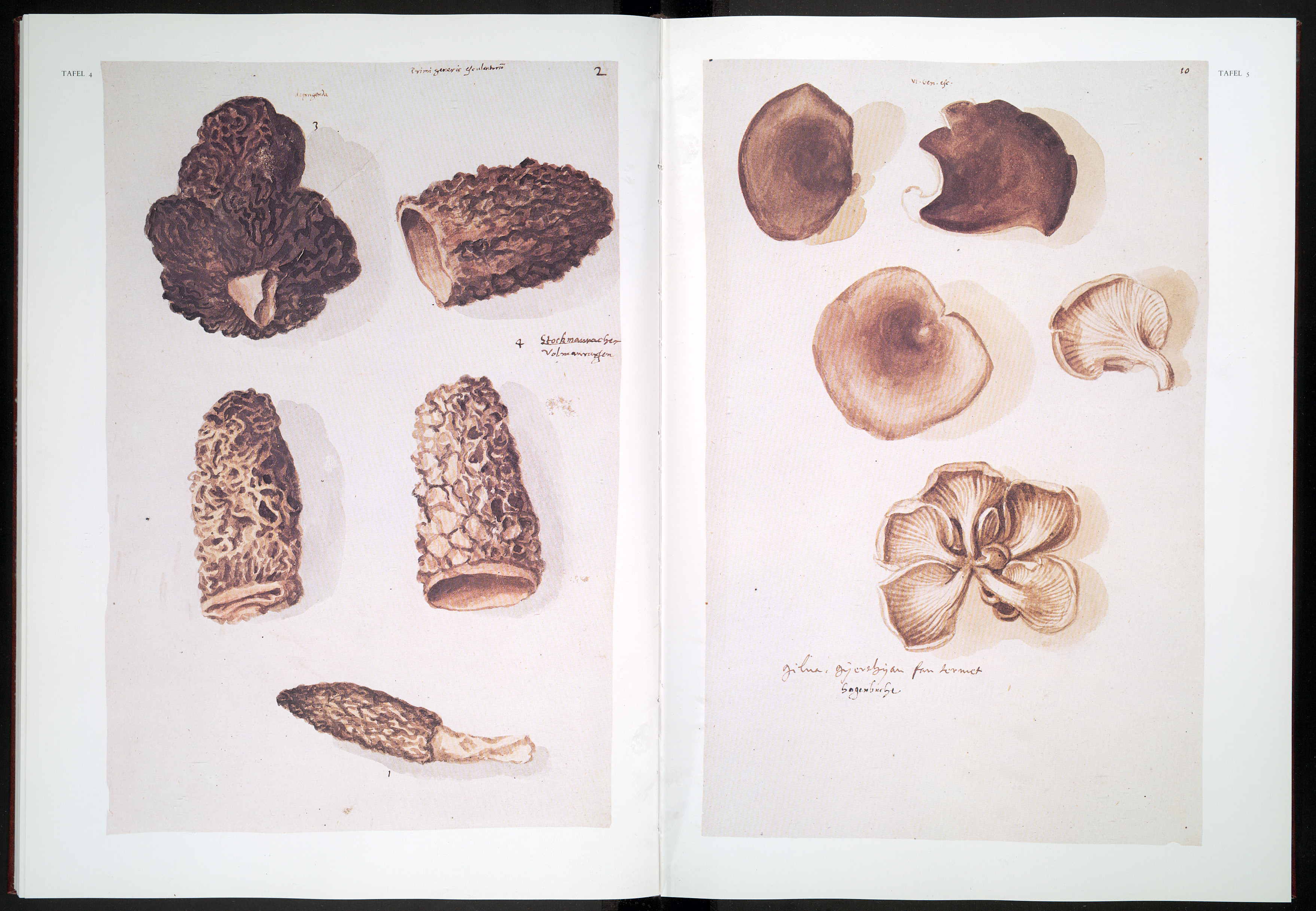 Tafels 4 and 5 from Fungorum in pannoniis observatorum brevis historia; et, codex Clusii.
