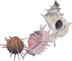 Image of shells featured in S. Peter Dance, Rare Shells