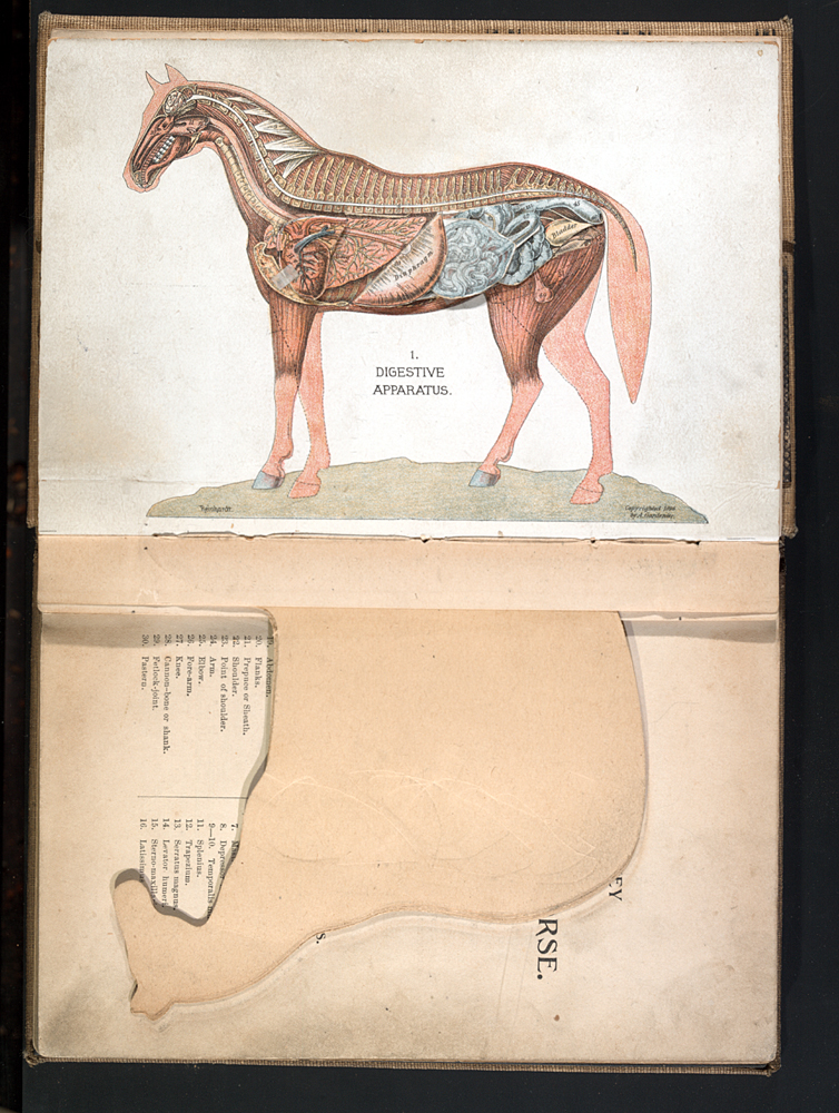 illustration of a bisect horse showing its internal organs and anatomy
