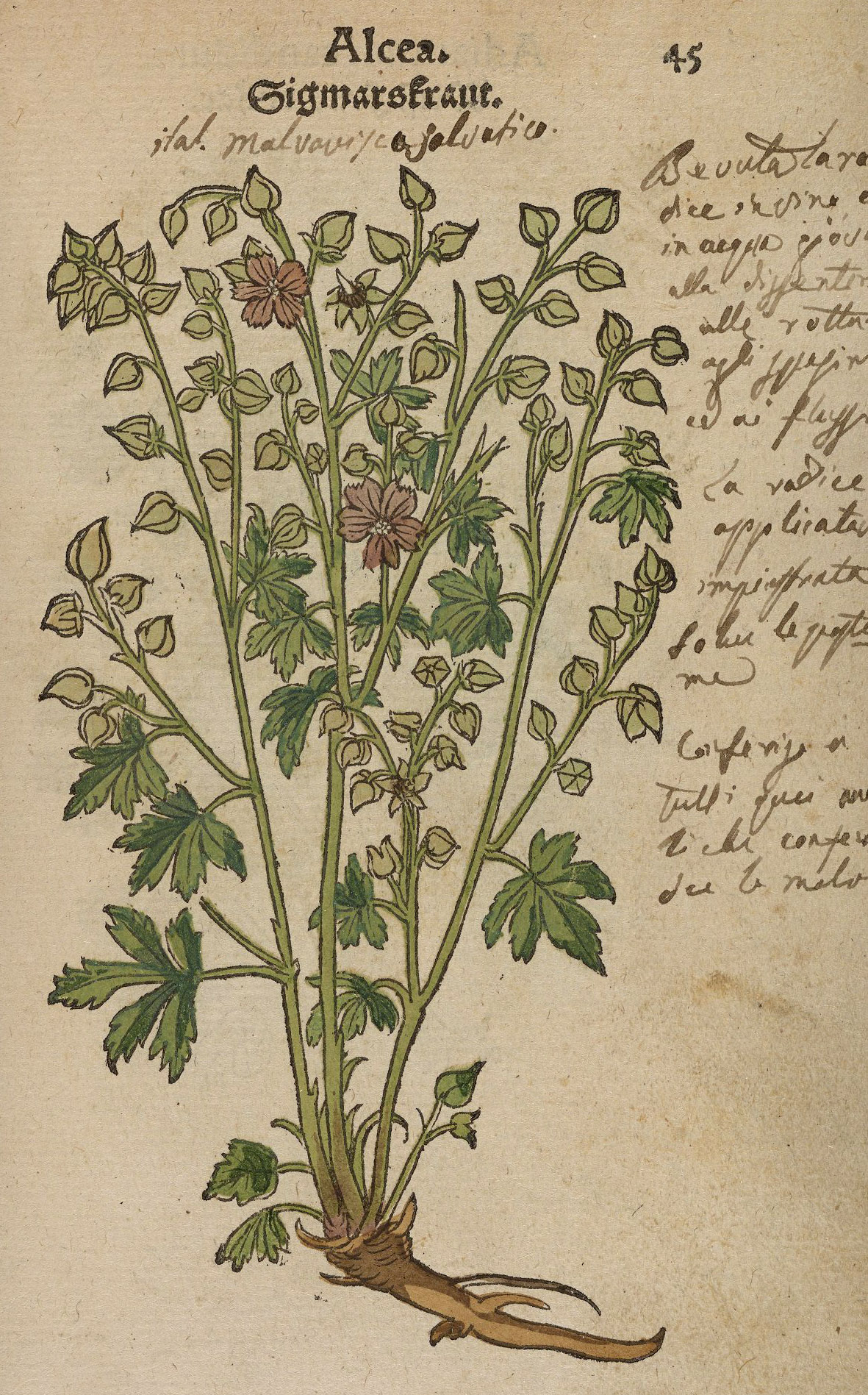 Printed and hand-colored image of Hollyhock ("Alcea"), with manuscript marginalia