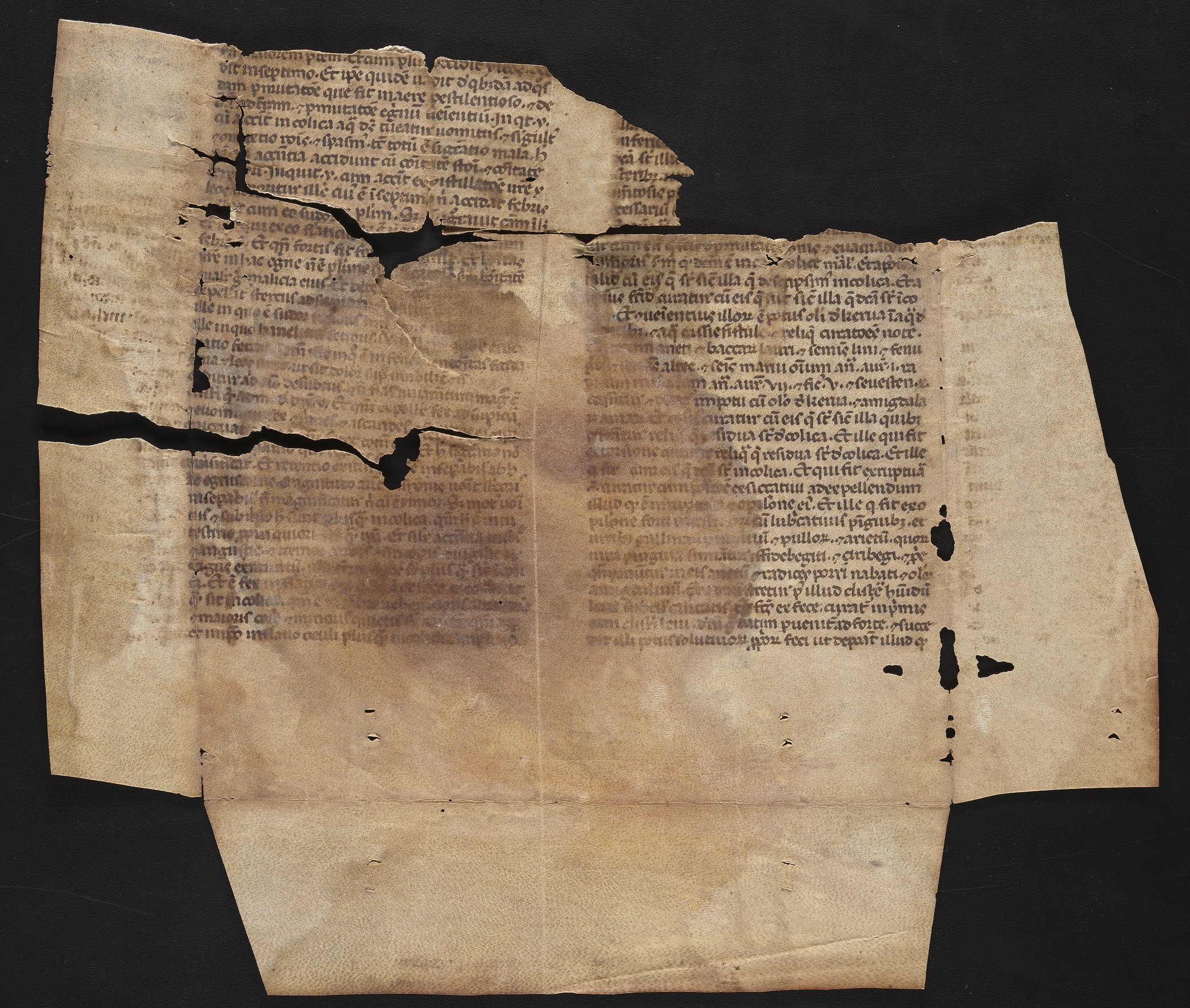 Manuscript fragment showing folds from being in a bookbinding and other damage from loss of the parchment.