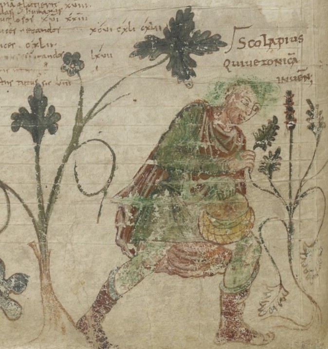 Drawing of a physician picking herbs from Paris, BnF lat. 6862, f. 18v (detail)