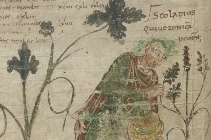 Drawing of a physician picking herbs from Paris, BnF lat. 6862, f. 18v (detail)