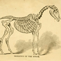 Drawing of horse's skeleton