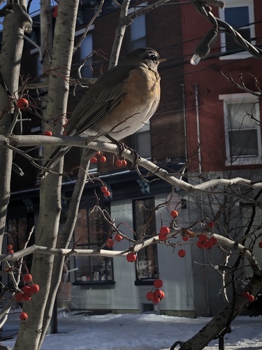 Photo of American Robin, seated on small branches beside berries