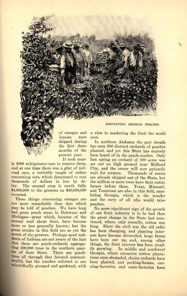 magazine interior page featuring a black and white illustration of Black field hands harvesting peaches in Georgia