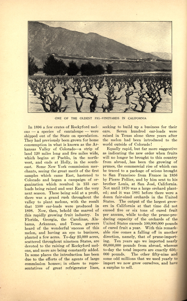 magazine interior page featuring a black and white photo of one of the oldest fig vineyards in California