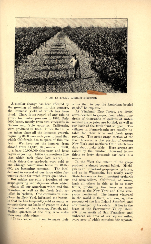 magazine interior page featuring a black and white photo of an extensive apricot-orchard