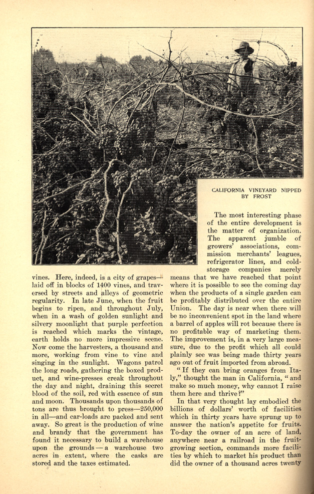 magazine interior page featuring a black and white photo of a california vineyard nipped by frost