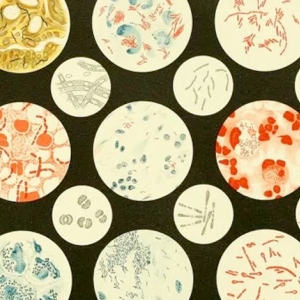 Pathogene Bakterien des ITlenkhen
