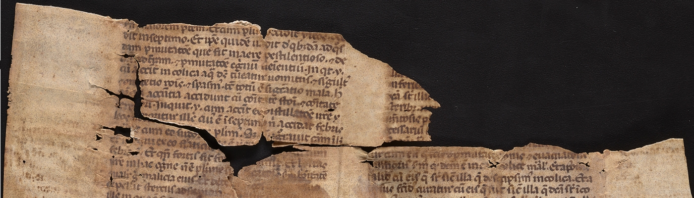 Fragment of Avicenna's (980-1037) Canon medicinae, Italy, 14th or 15th century (Ms. Coll. 591 Folder 44)