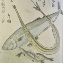 Woodblock image of fish by artist Katsuma Ryūsui (1762)