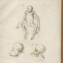 From Petrus Camper, Natuurkundige Verhandelingen over den Orang Outang (1782)