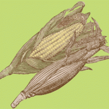 Cornucopia: Corn Conquers the World
