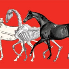 Equus Unbound: Fairman Rogers and the Age of the Horse