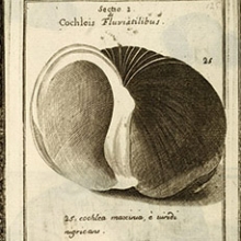 Shell illustration from Martin Lister, Histori Conchyliorum (London, 1685). Peachey Collection, Kislak Center